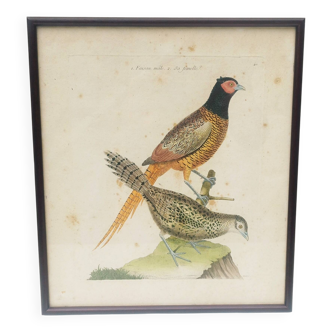 Engraving painting pheasant bird XVIII th F. Martinet
