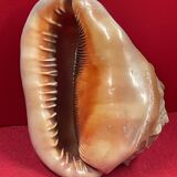 Shell: conch? reunion island - 18 x 12 x 12 cm