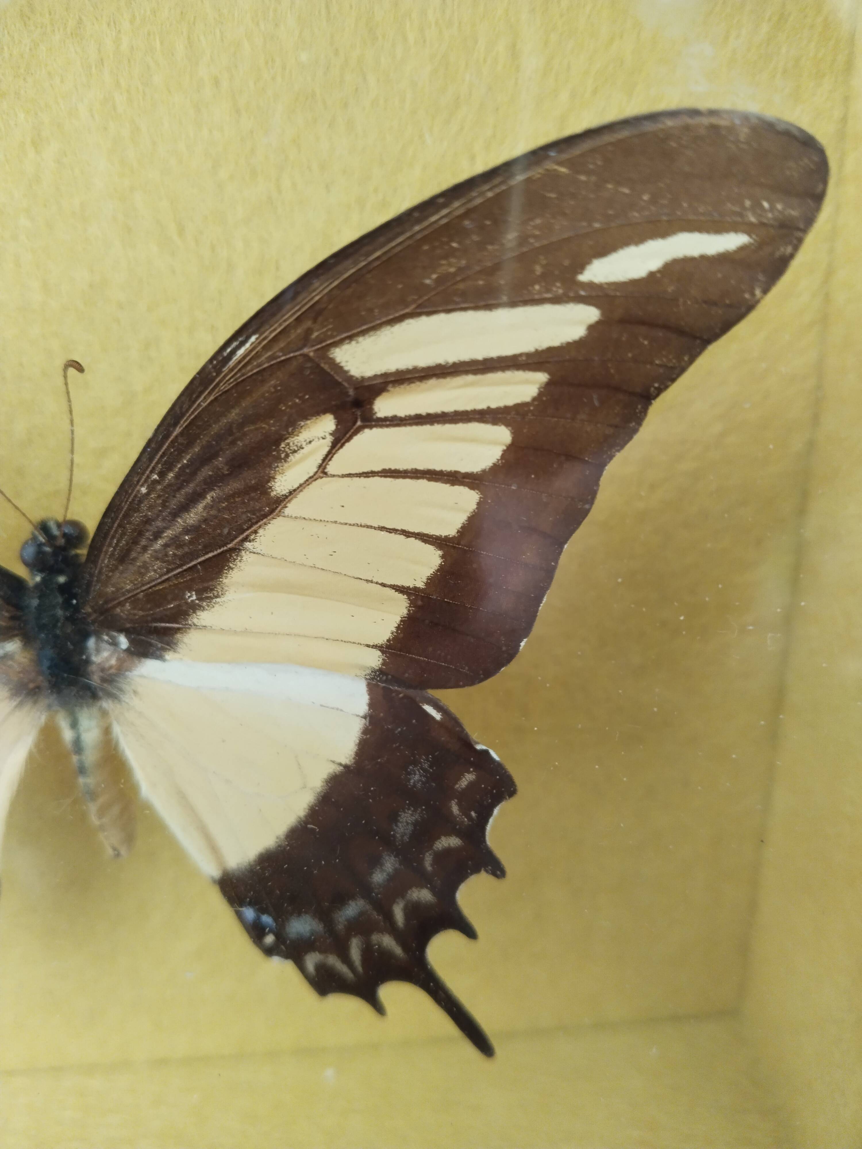 Butterfly stuffed under glass, And.Laodocus