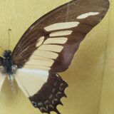 Butterfly stuffed under glass, And.Laodocus