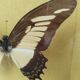 Papillon naturalisé sous verre , And.Laodocus