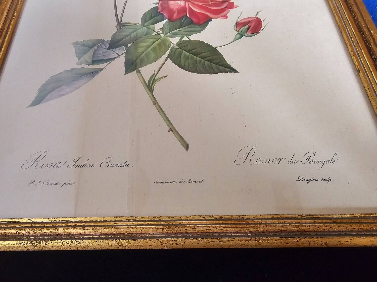 Bengal Rose Frame pj Redouté