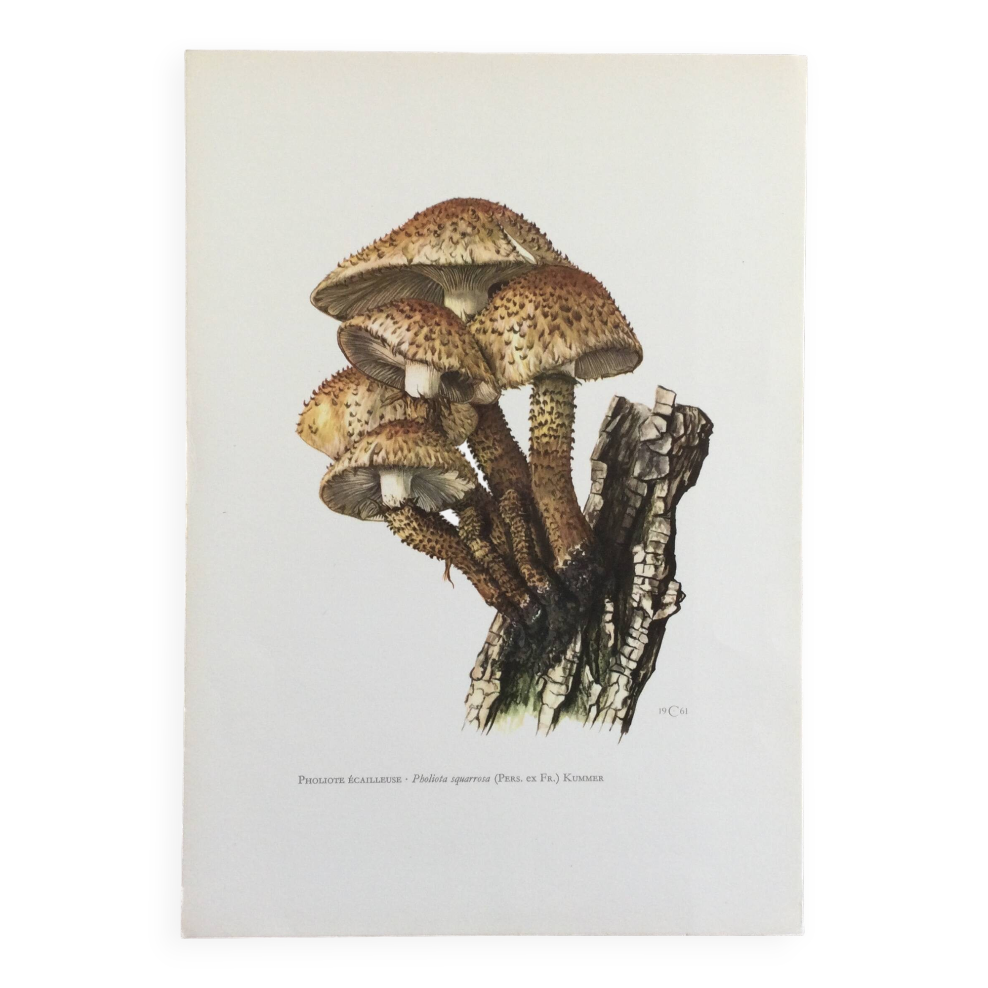 Botanical Illustration Mushroom Pholiote Vintage Print 1962