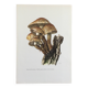 Botanical Illustration Mushroom Pholiote Vintage Print 1962