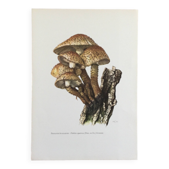 Botanical Illustration Mushroom Pholiote Vintage Print 1962