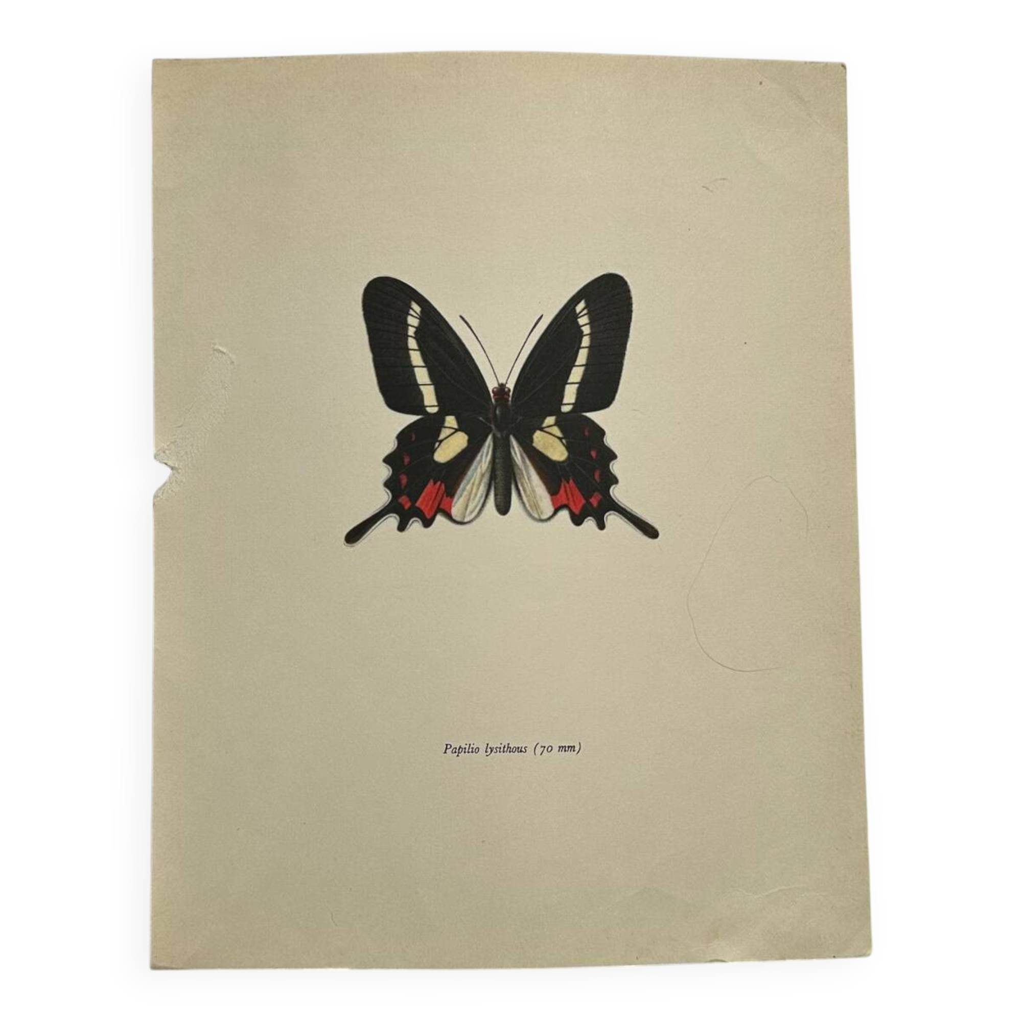 Antique Butterfly Engraving Lithograph Naturalist Botanical Plate