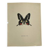 Antique Butterfly Engraving Lithograph Naturalist Botanical Plate