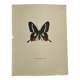 Old Engraving Butterfly Lithograph Naturalist Botanical Plate