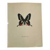 Antique Butterfly Engraving Lithograph Naturalist Botanical Plate