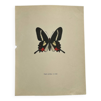 Gravure Ancienne Papillon Lithographie Naturaliste  Planche Botanique