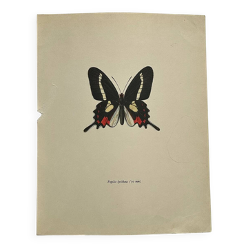 Old Engraving Butterfly Lithograph Naturalist Botanical Plate