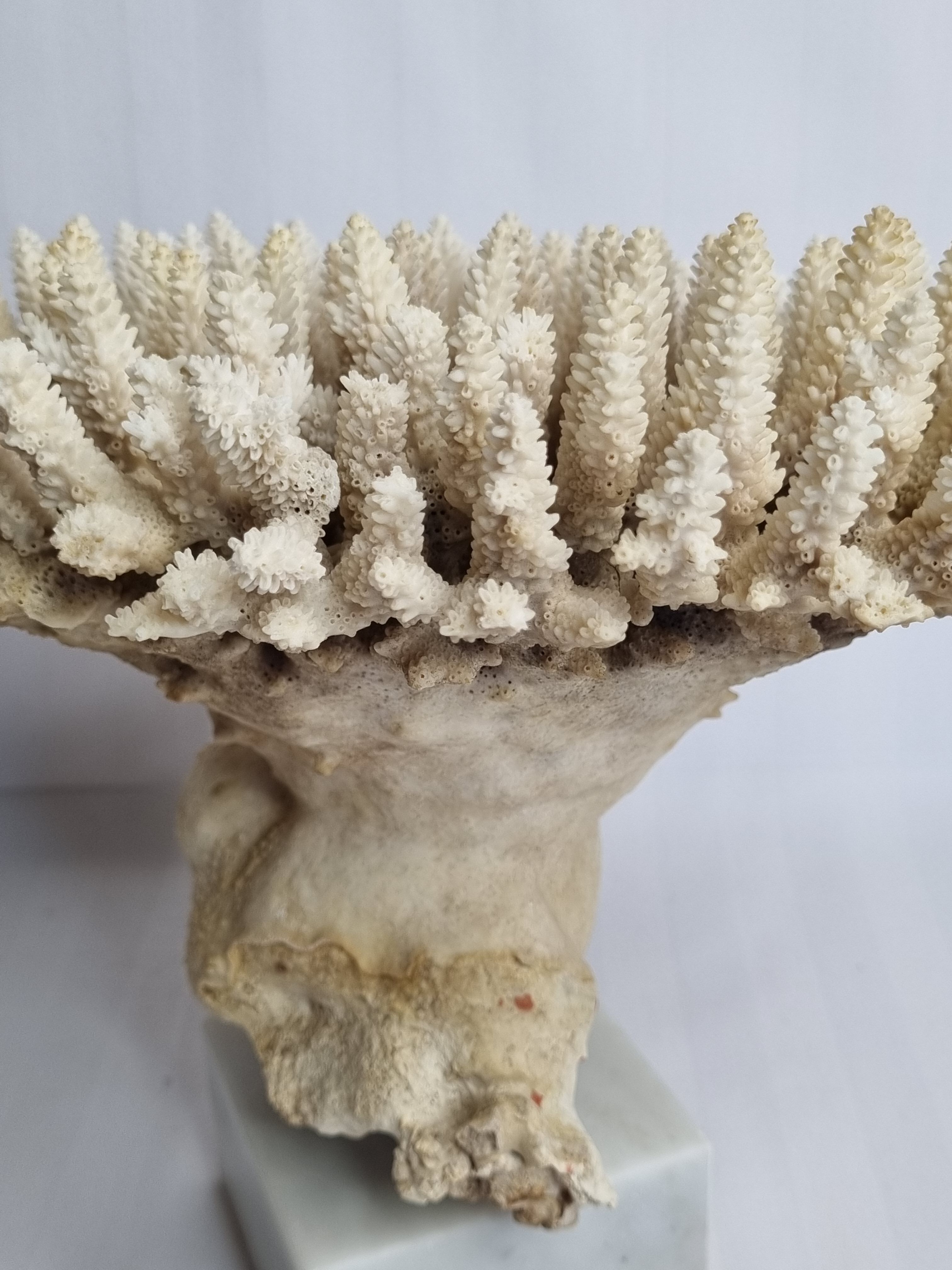 Old white coral Acropore on marble base, 25 cm