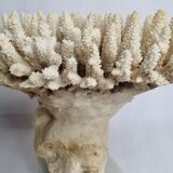 Ancien corail blanc Acropore sur socle en marbre, 25 cm