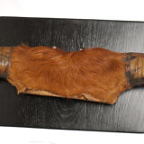 Cow's head horn and skull circa 1960