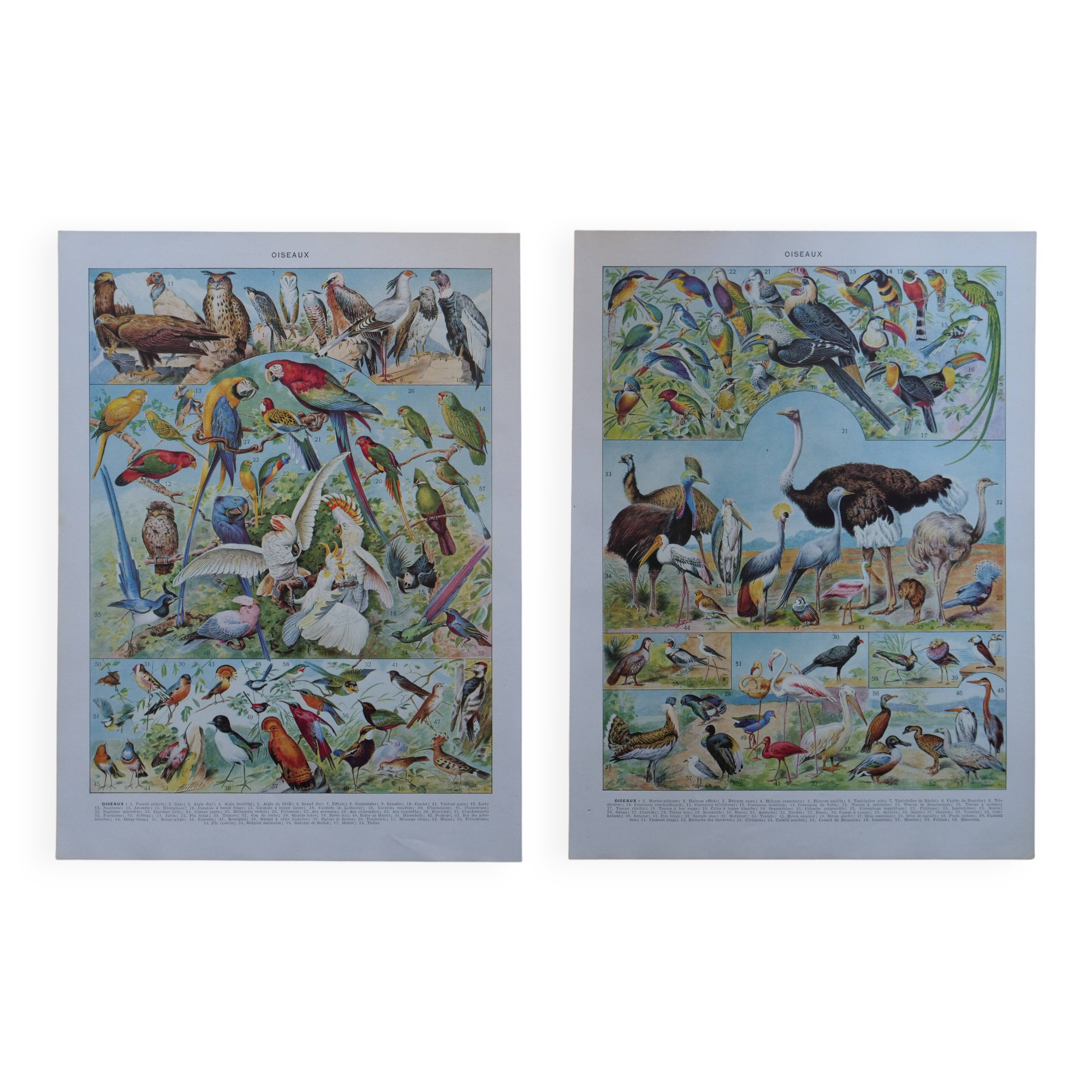 Original lithographs on birds