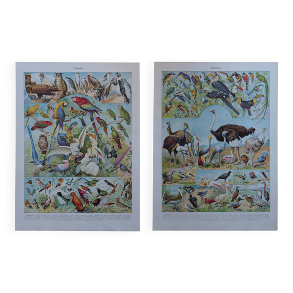 Lithographies originales sur les oiseaux — Beyit