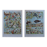 Lithographies originales sur les oiseaux