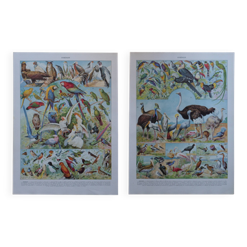 Original lithographs on birds