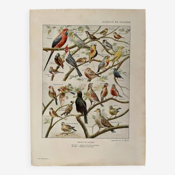 Lithographie sur les oiseaux de volière - 1920