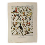 Lithograph on aviary birds - 1920