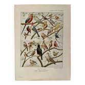 Lithograph on aviary birds - 1920
