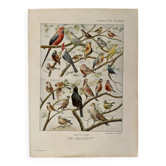 Lithographie sur les oiseaux de volière - 1920