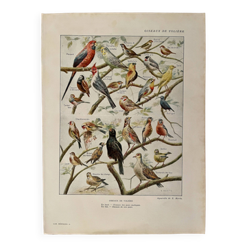 Lithographie sur les oiseaux de volière - 1920