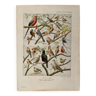 Lithograph on aviary birds - 1920