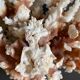 Pied de corail blanc naturel