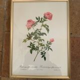 Redouté botanical lithograph