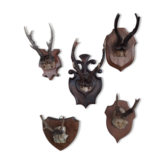 Set of 5 trophies horns