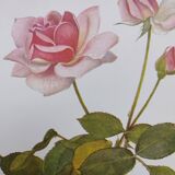Botanical illustration of rose - Madame Caroline Testout - Nature poster - Rose engraving