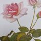 Botanical illustration of rose - Madame Caroline Testout - Nature poster - Rose engraving