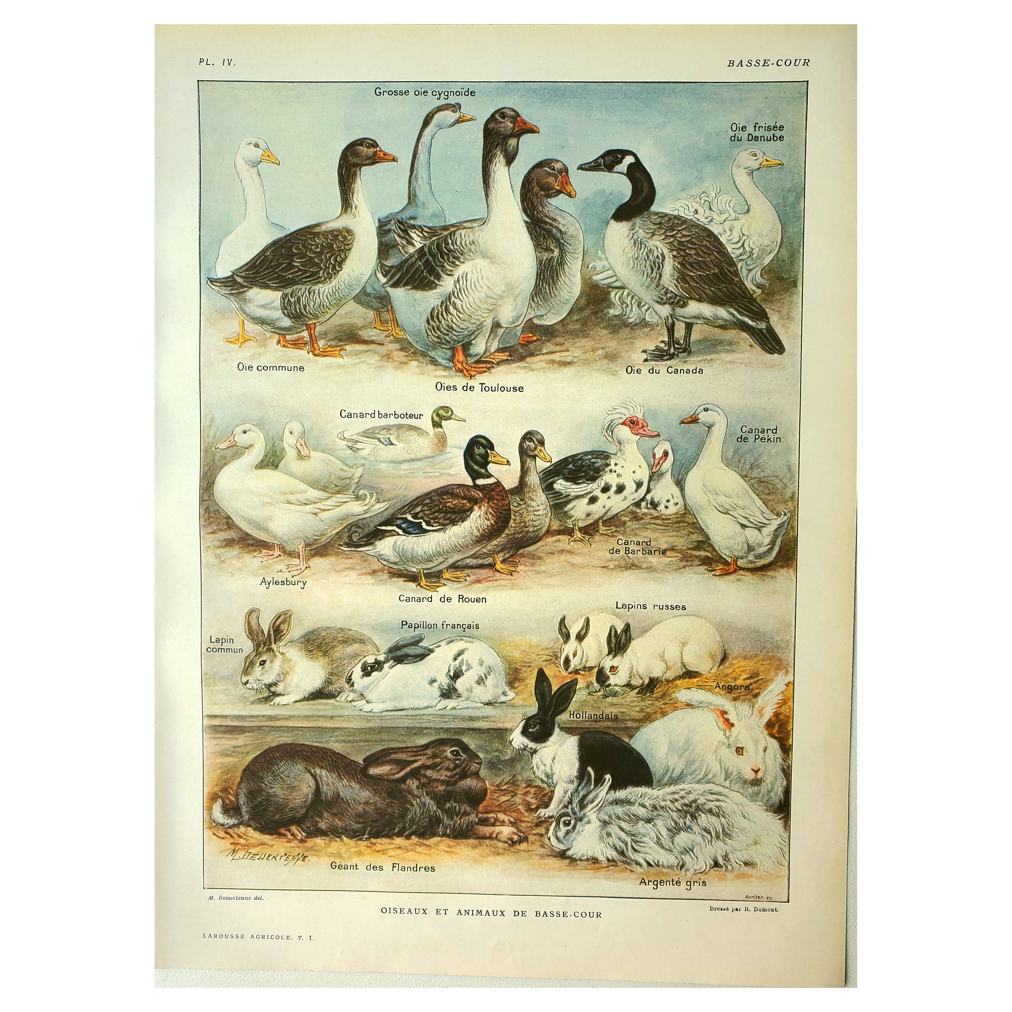 Antique engraving 1921 by Dessertenne - Farmyard animals 1 - Lithograph