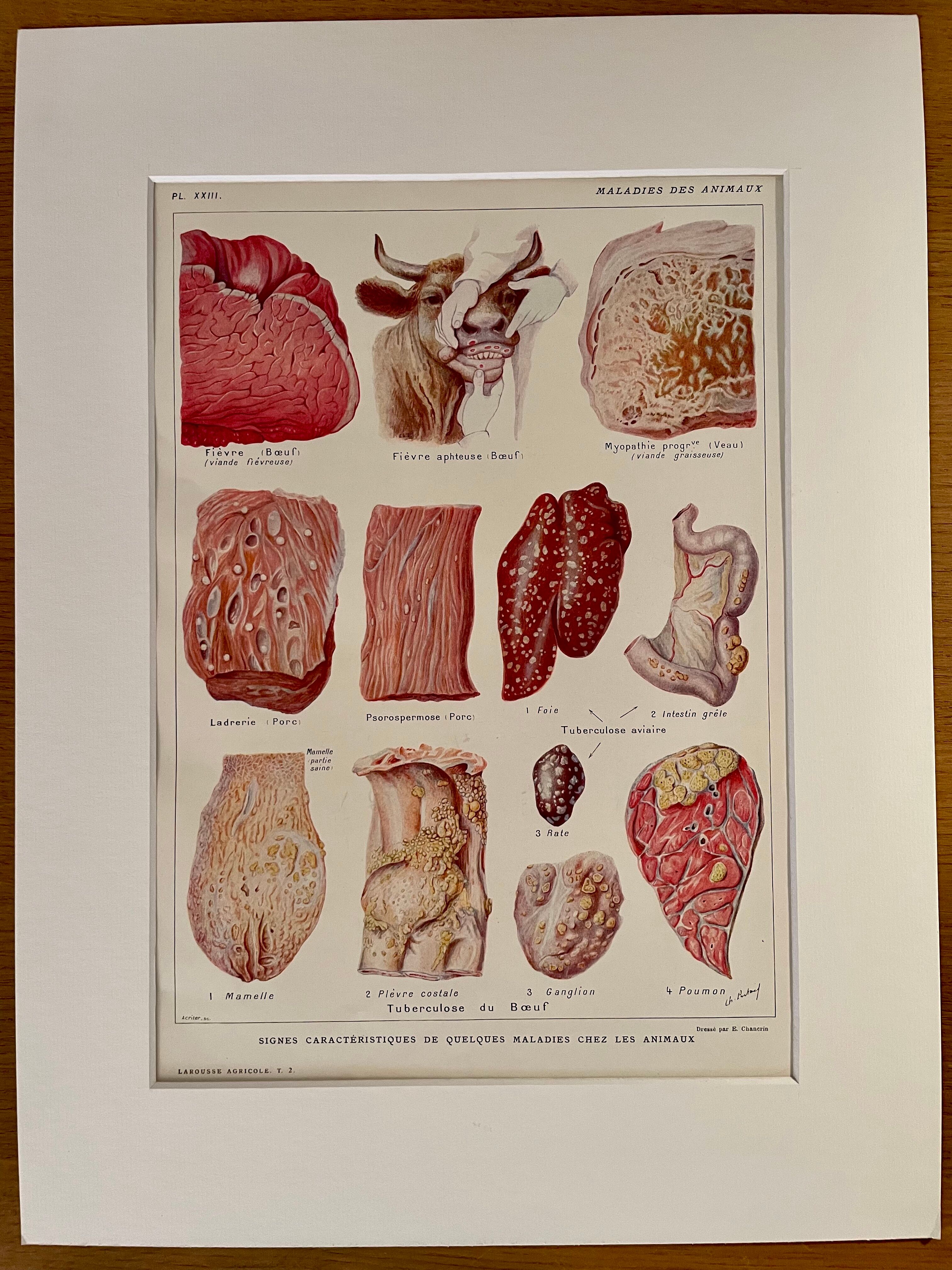 Lithograph on animal diseases from 1921