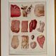 Lithograph on animal diseases from 1921
