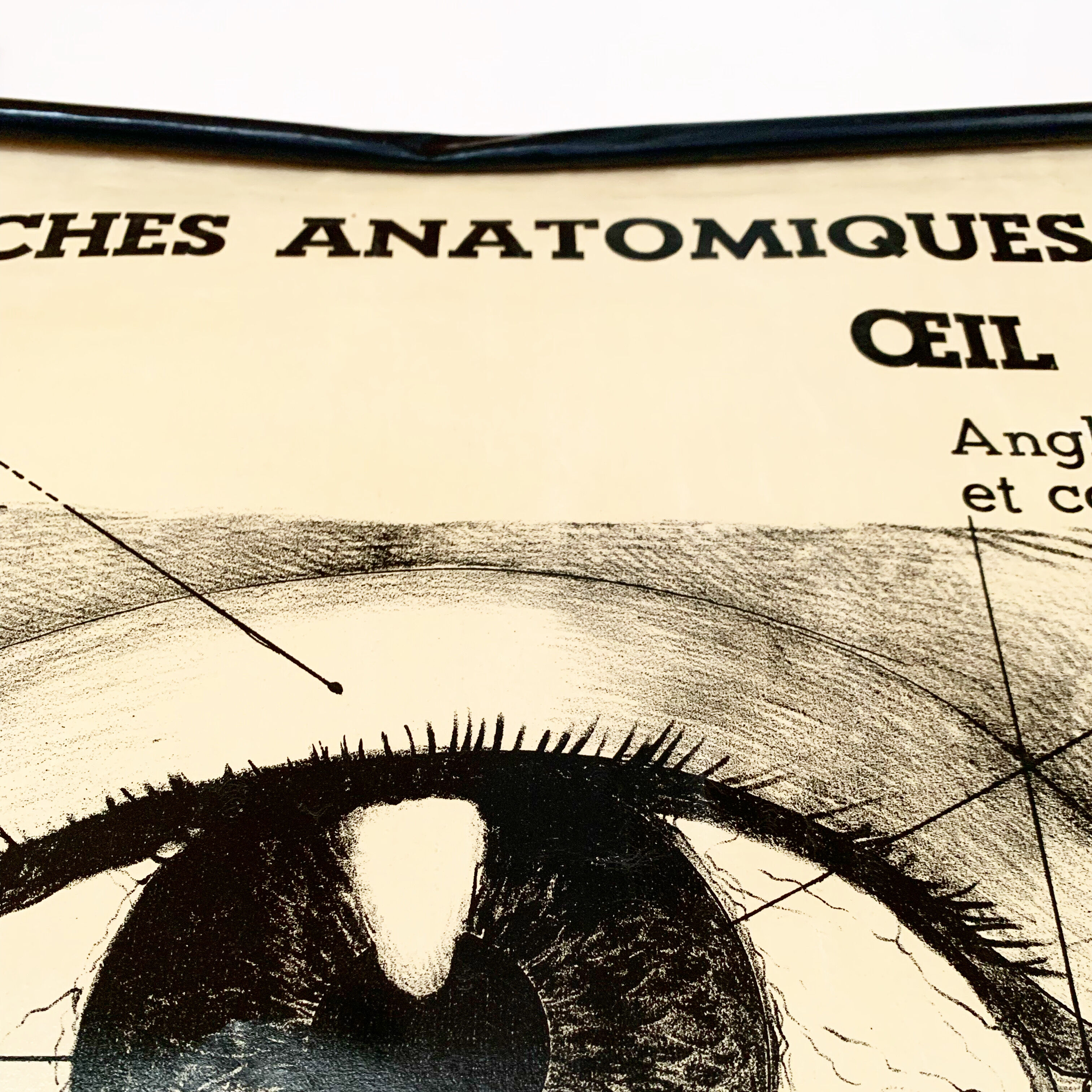 Vintage anatomical chart of man: the eye