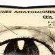 Vintage anatomical chart of man: the eye
