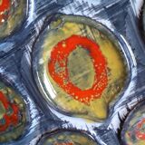 French vintage Pornic oyster plates