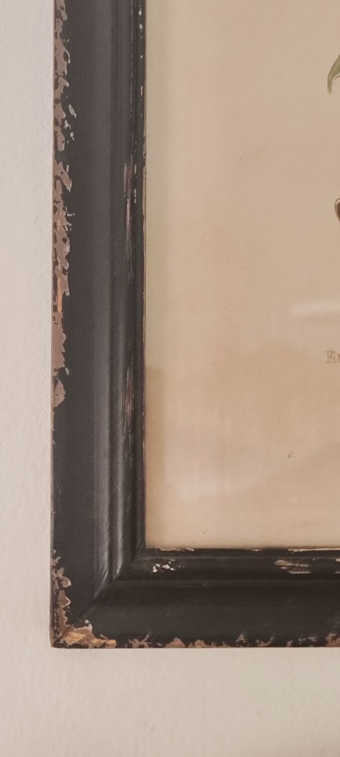 Framed herbarium illustration with a vintage effect.