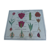 Botanical plank