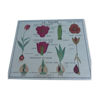Botanical plank