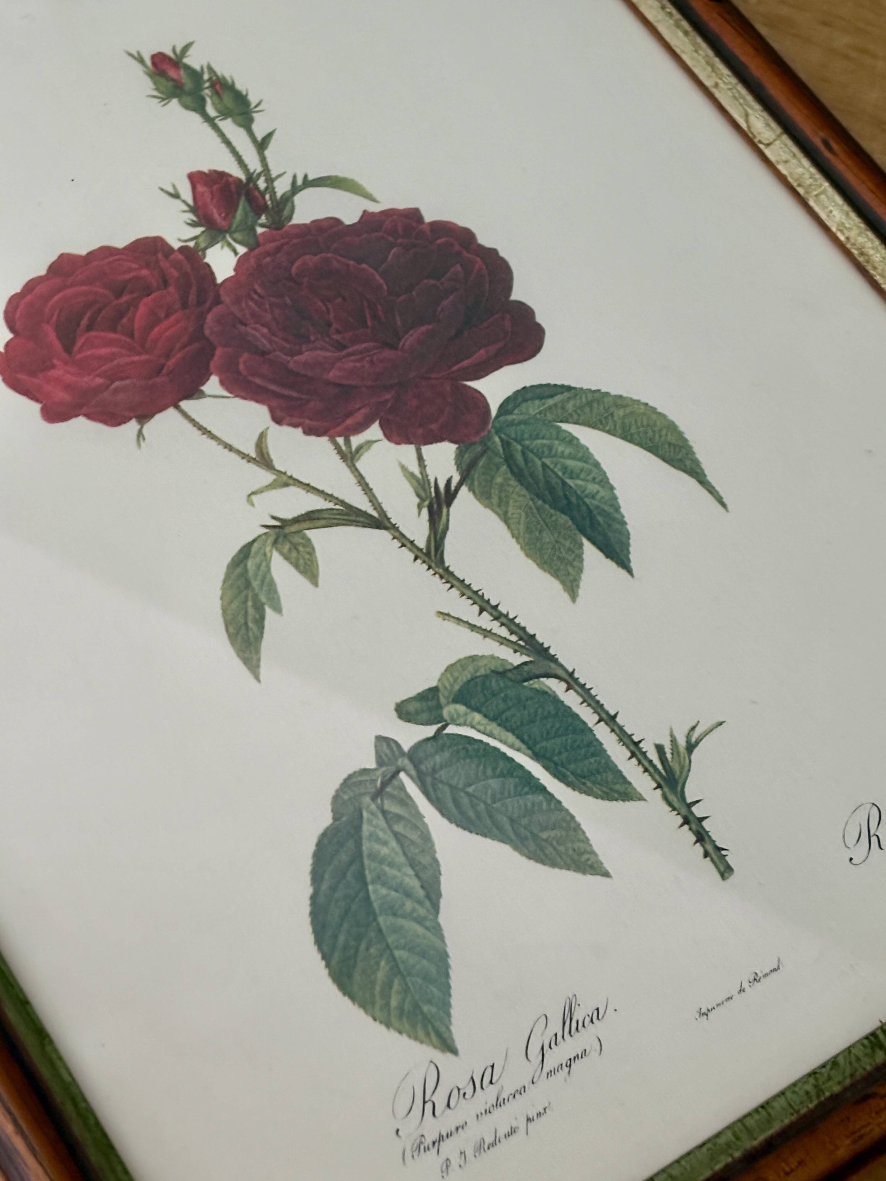 Cadre ancien rose rouge Redouté