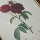 Cadre ancien rose rouge Redouté