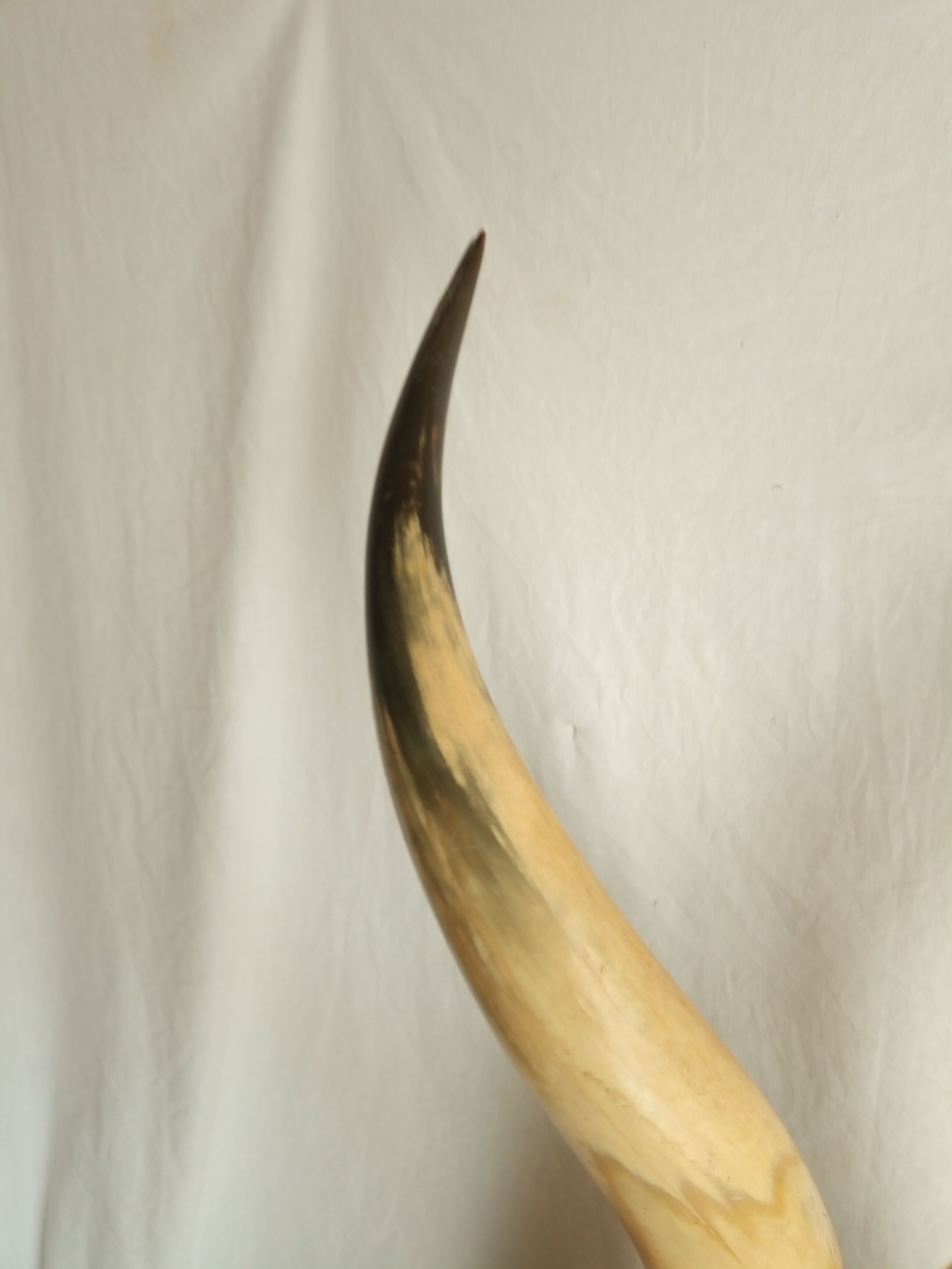 Pair of horns mounted on a pedestal