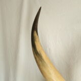 Pair of horns mounted on a pedestal