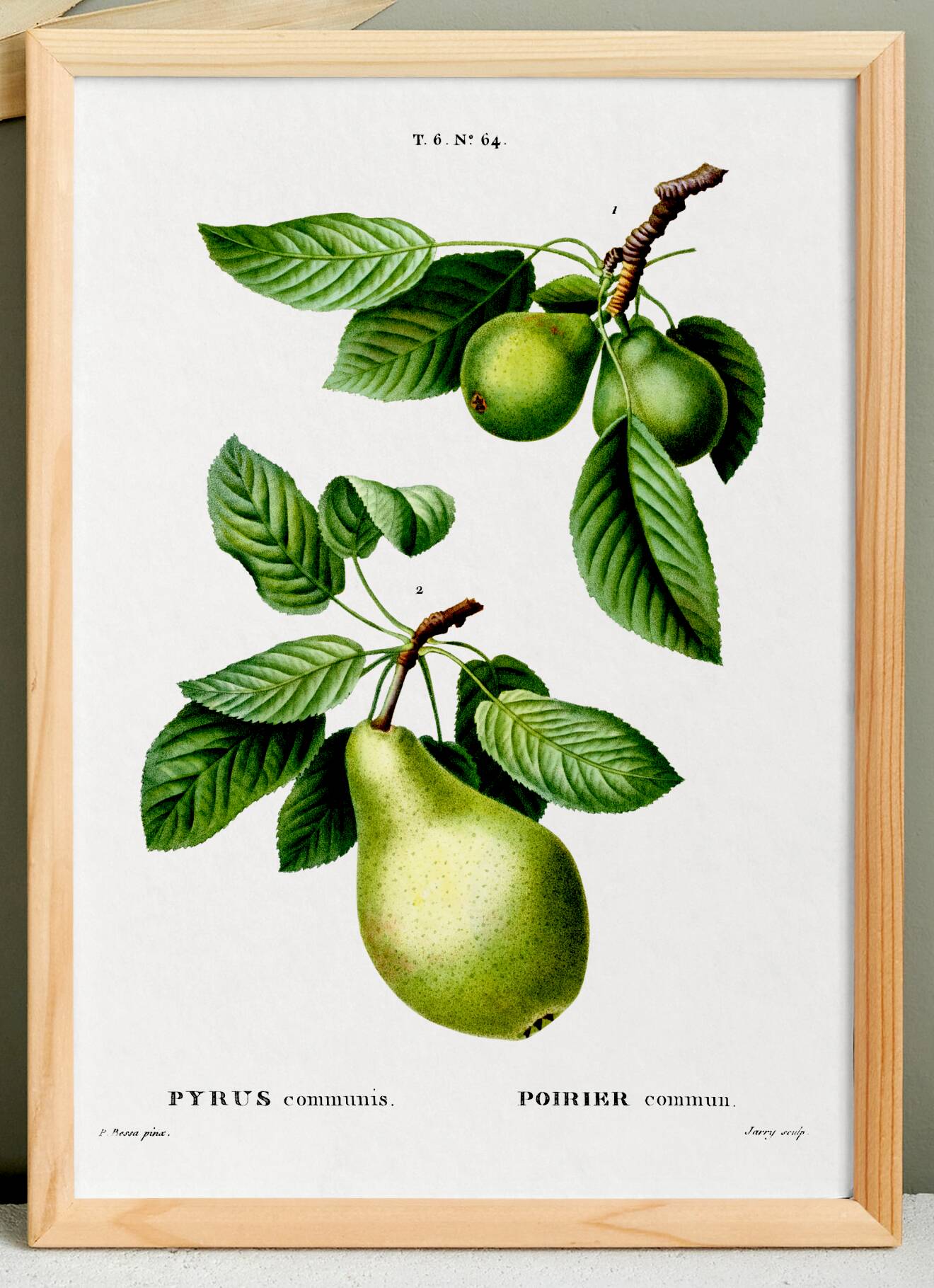 Affiche botanique sur les arbres fruitiers, d’après une oeuvre de 1802