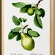 Affiche botanique sur les arbres fruitiers, d’après une oeuvre de 1802