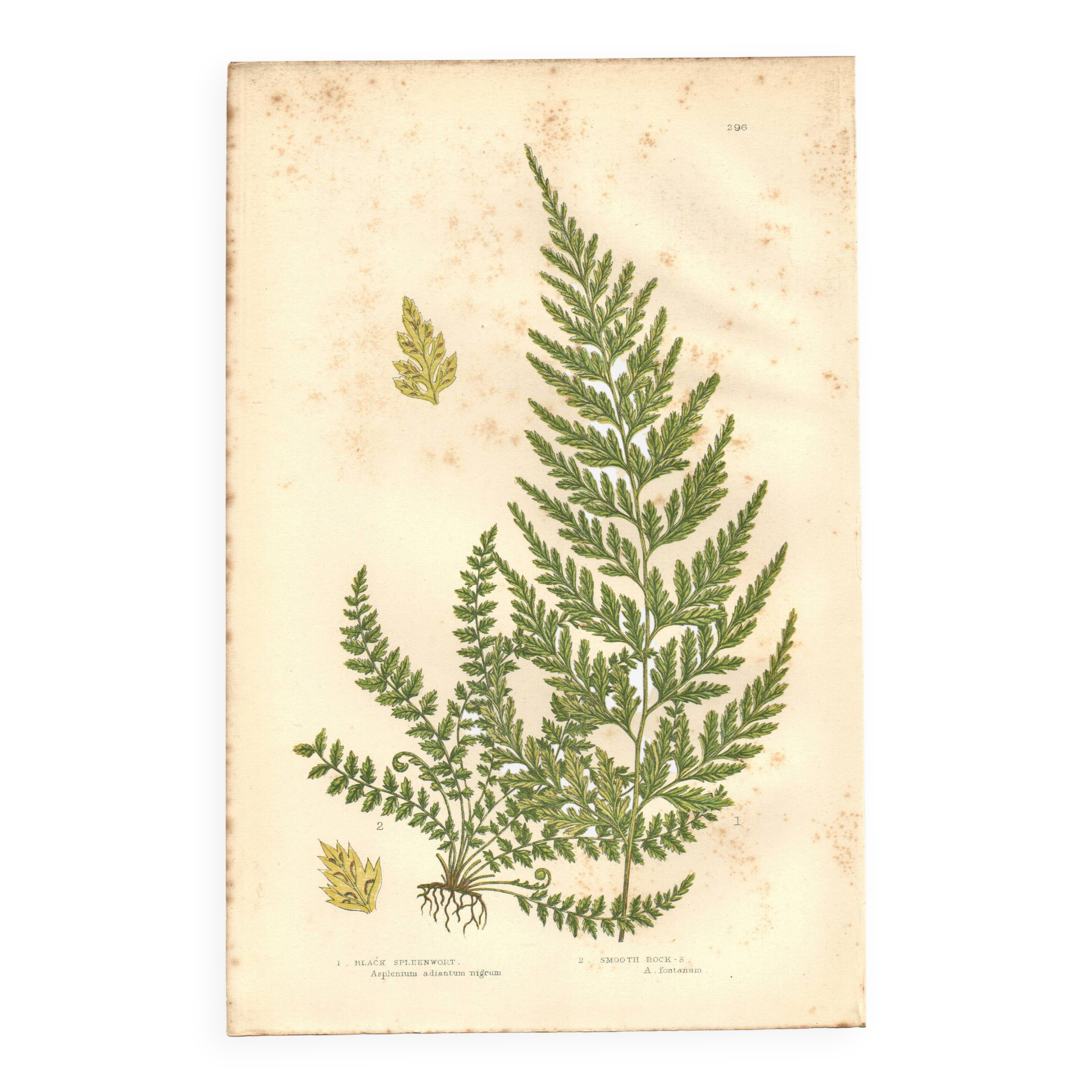 Engraving from 1889 - Fougères fern by A. Pratt - Botanical lithograph