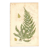 Engraving from 1889 - Fougères fern by A. Pratt - Botanical lithograph